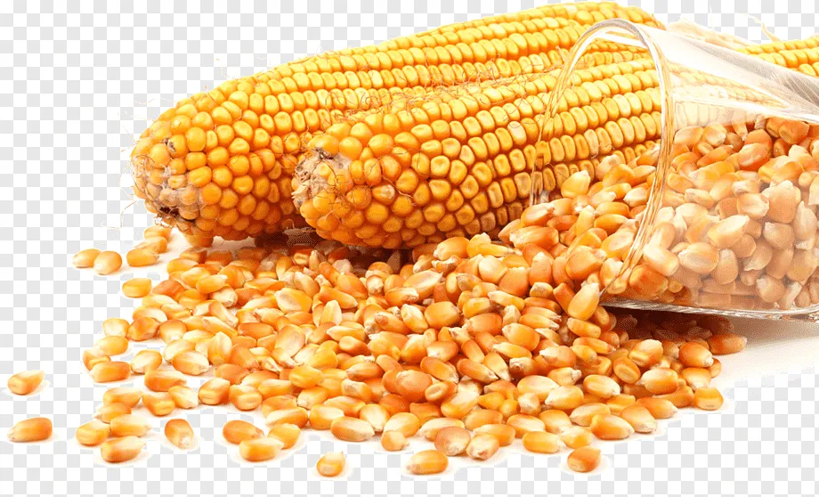 Maize