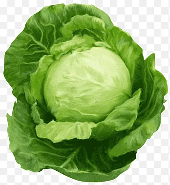 Cabbage