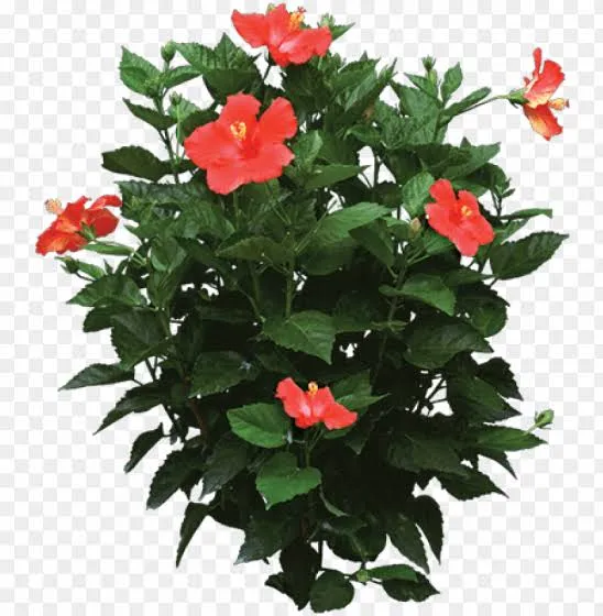 Hibiscus