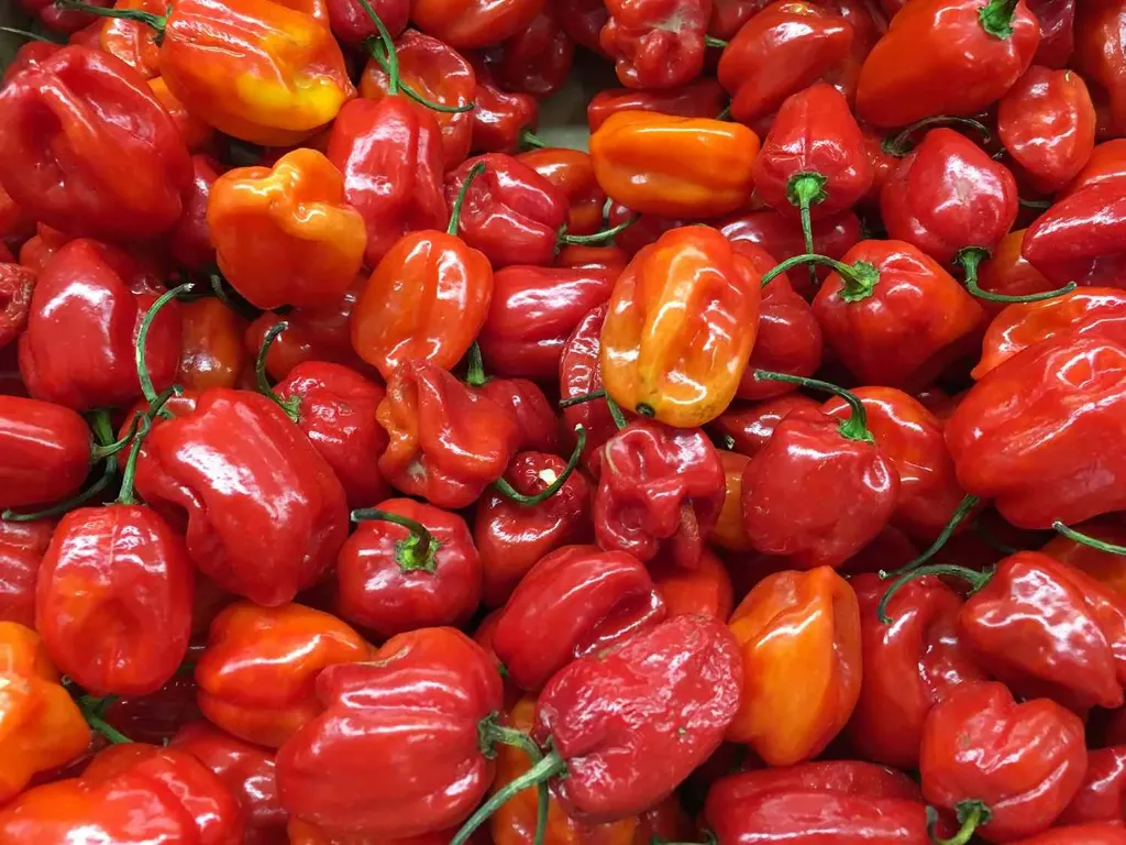 Pepper