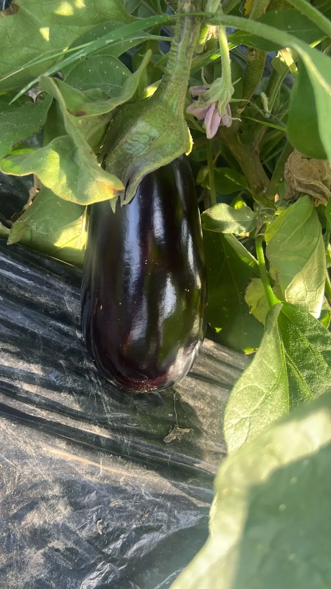 Eggplant